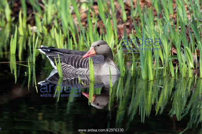: Greylag Goose - gander resting on lake : Greylag Goose - gander resting on lake