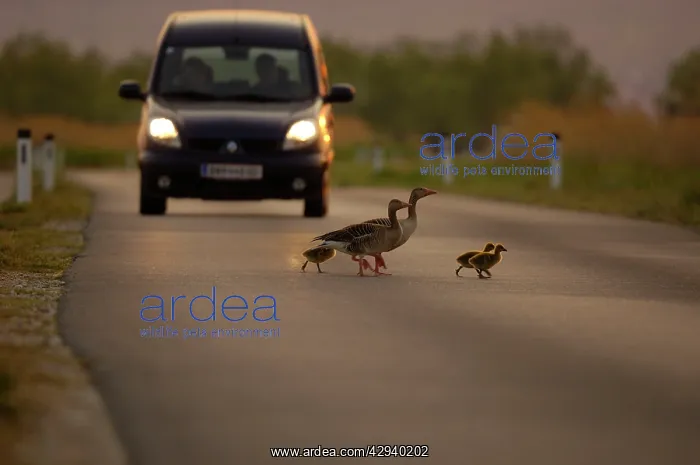  : Greylag goose - goose family crossing street