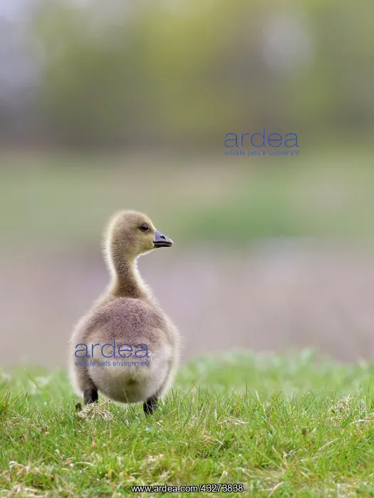  : Greylag goose gosling