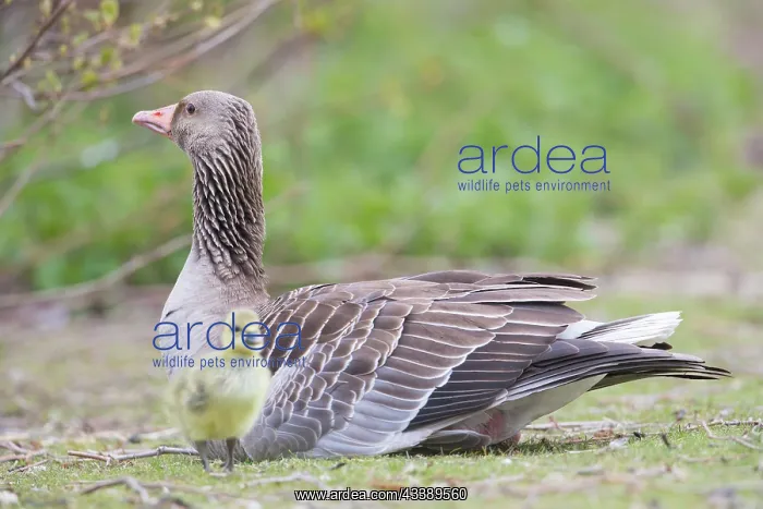 : Greylag Goose gosling : Greylag Goose gosling
