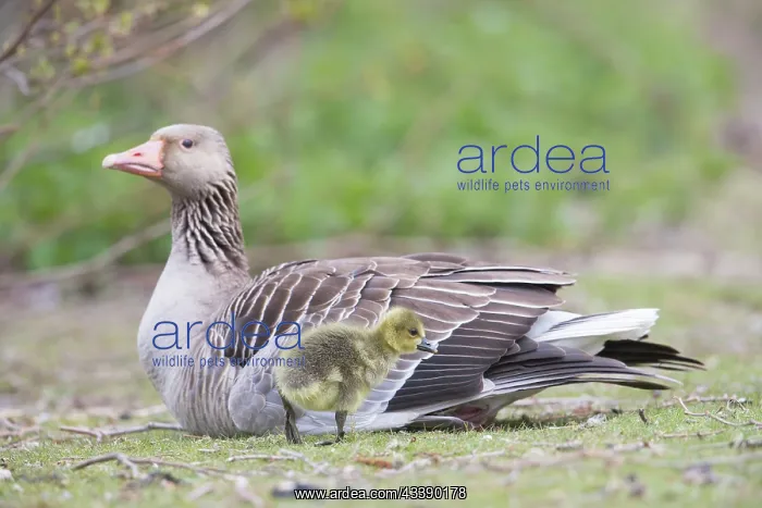 : Greylag Goose gosling : Greylag Goose gosling