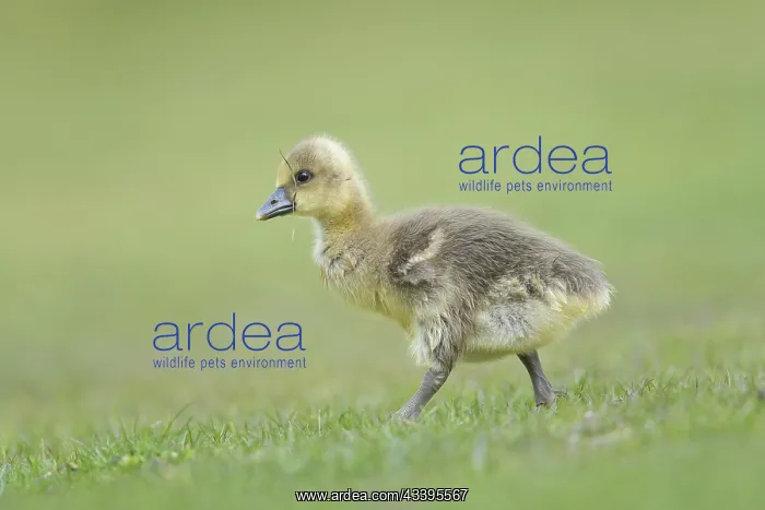 : Greylag Goose gosling : Greylag Goose gosling