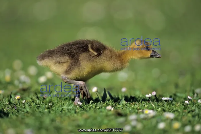 : Greylag Goose - gosling feeding on meadow : Greylag Goose - gosling feeding on meadow
