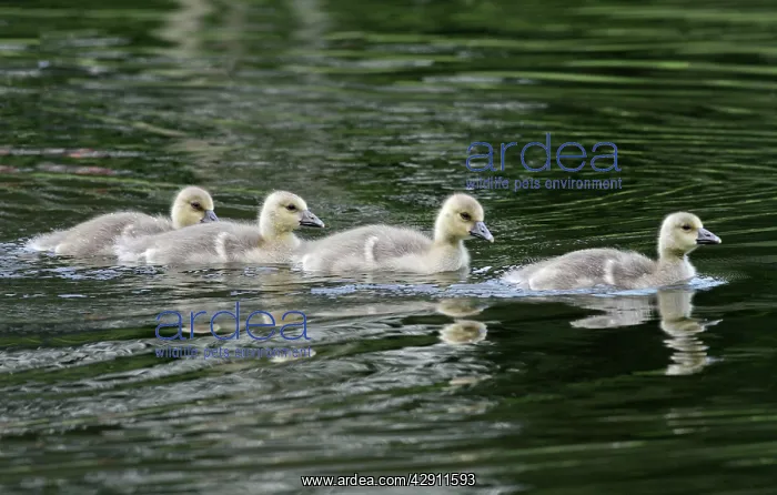 : Greylag Goose - four gosling in lake : Greylag Goose - four gosling in lake