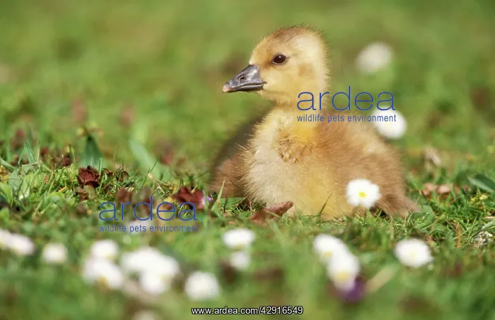 : Greylag GOOSE - gosling lying down in grass with daisies : Greylag GOOSE - gosling lying down in grass with daisies