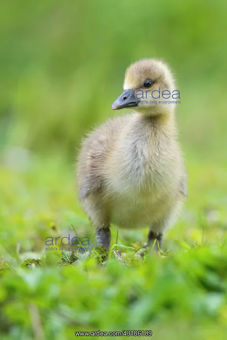 : Greylag goose, Hanover, Lower Saxony : Greylag goose, Hanover, Lower Saxony