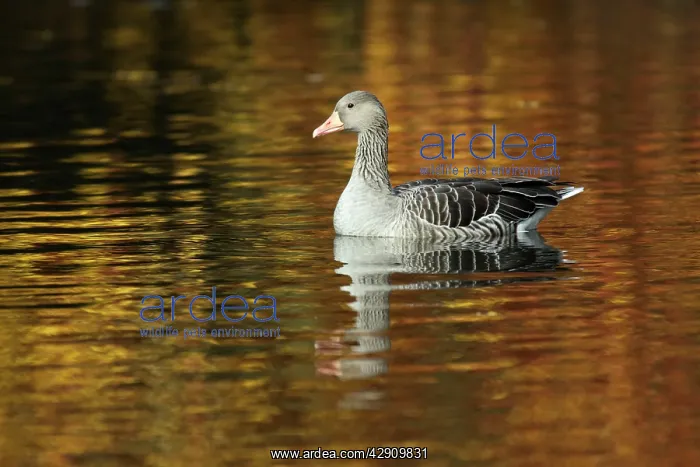  : Greylag Goose - on lake