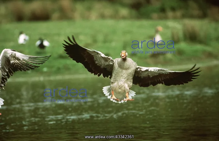 : Greylag GOOSE - landing on water : Greylag GOOSE - landing on water