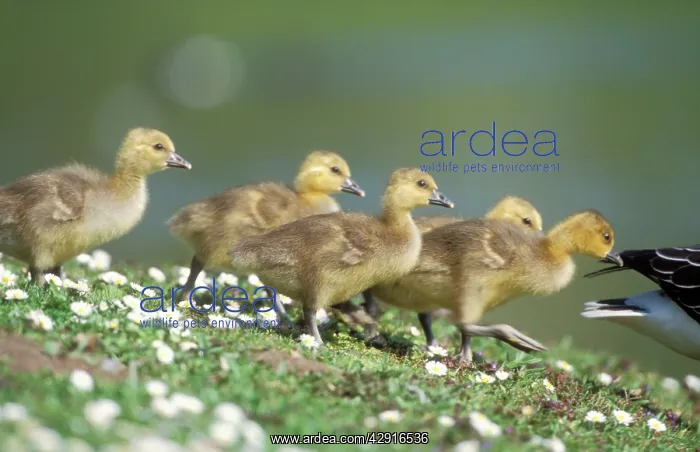 : Greylag GOOSE - line-up of goslings, walking : Greylag GOOSE - line-up of goslings, walking