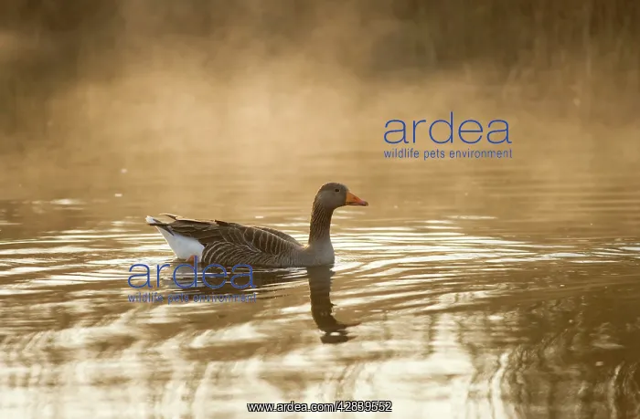 : Greylag Goose - in misty dawn : Greylag Goose - in misty dawn