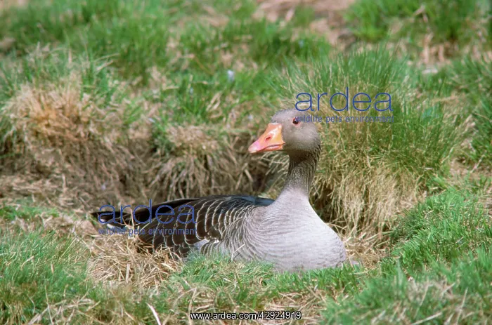  : GREYLAG GOOSE - ON NEST