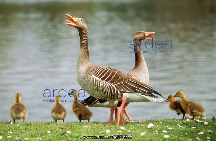 : Greylag GOOSE - pair with goslings giving alarm : Greylag GOOSE - pair with goslings giving alarm