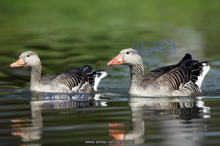 : Greylag Goose - pair on lake : Greylag Goose - pair on lake