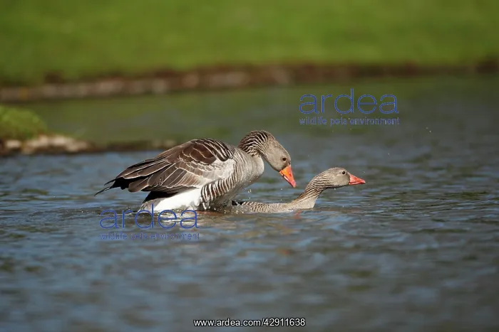 : Greylag Goose - pair mating on lake : Greylag Goose - pair mating on lake
