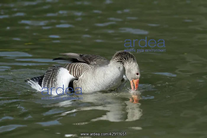  : Greylag Goose - pair mating on lake