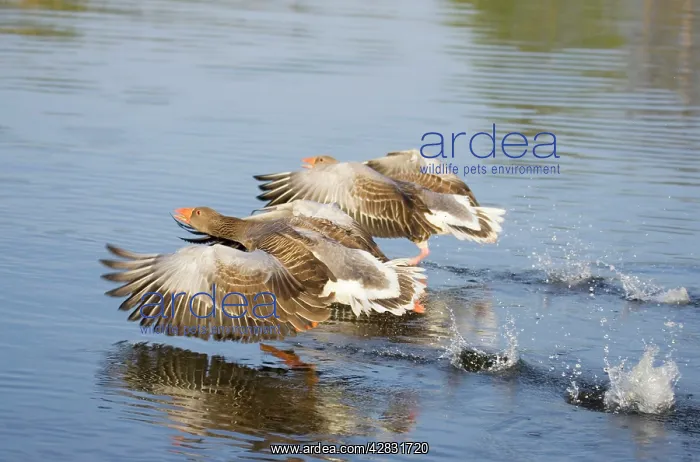 : Greylag Goose - Pair taking flight : Greylag Goose - Pair taking flight