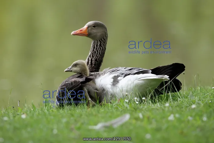  : Greylag Goose - parent bird sheltering gosling from cold
