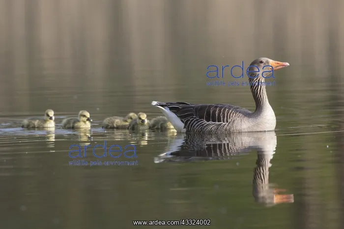 : Greylag Goose - parent swimming with goslings - : Greylag Goose - parent swimming with goslings -