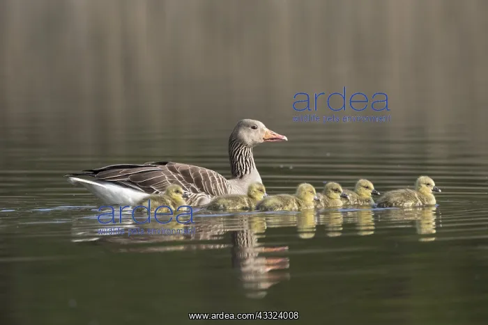 : Greylag Goose - parent swimming with goslings - : Greylag Goose - parent swimming with goslings -