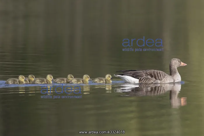 : Greylag Goose - parent swimming with goslings - : Greylag Goose - parent swimming with goslings -