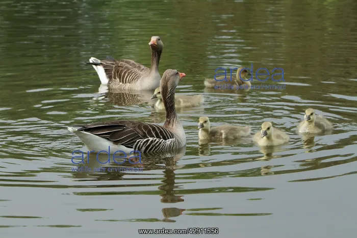 : Greylag Goose - Parents with goslings on lake : Greylag Goose - Parents with goslings on lake