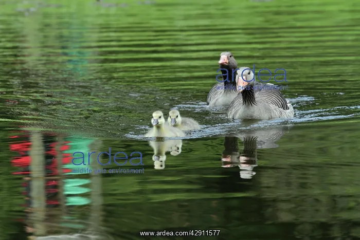 : Greylag Goose - Parents with goslings on lake : Greylag Goose - Parents with goslings on lake