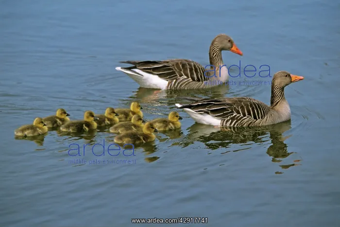 : Greylag Goose - parents with goslings on lake : Greylag Goose - parents with goslings on lake