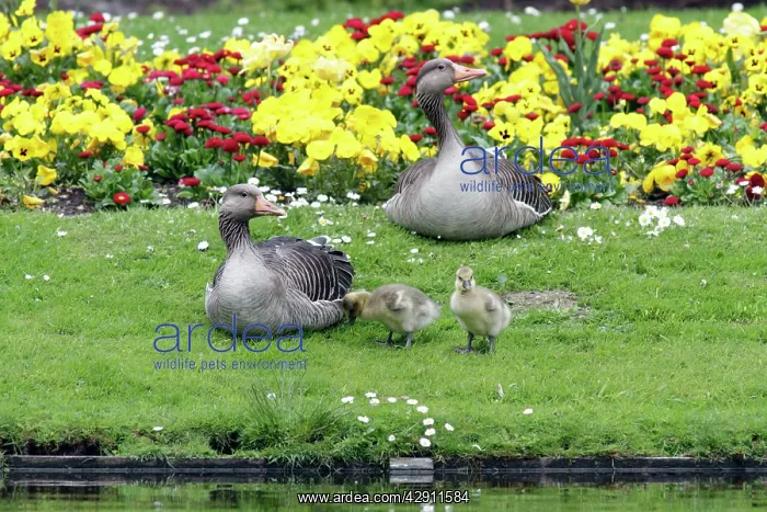 : Greylag Goose - Parents resting with goslings at lake edge : Greylag Goose - Parents resting with goslings at lake edge