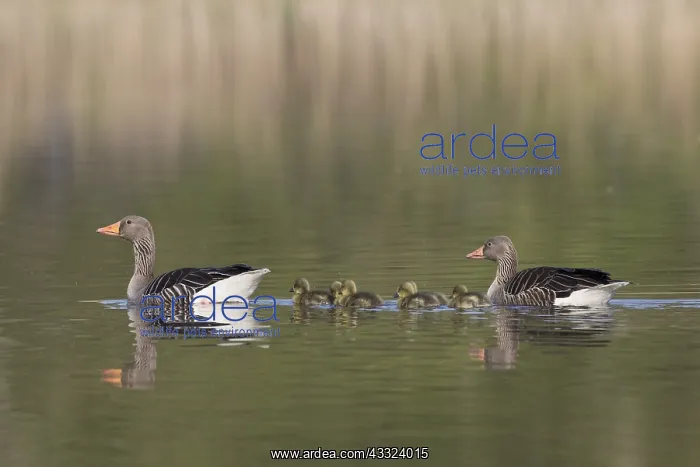 : Greylag Goose - parents swimming with goslings - : Greylag Goose - parents swimming with goslings -
