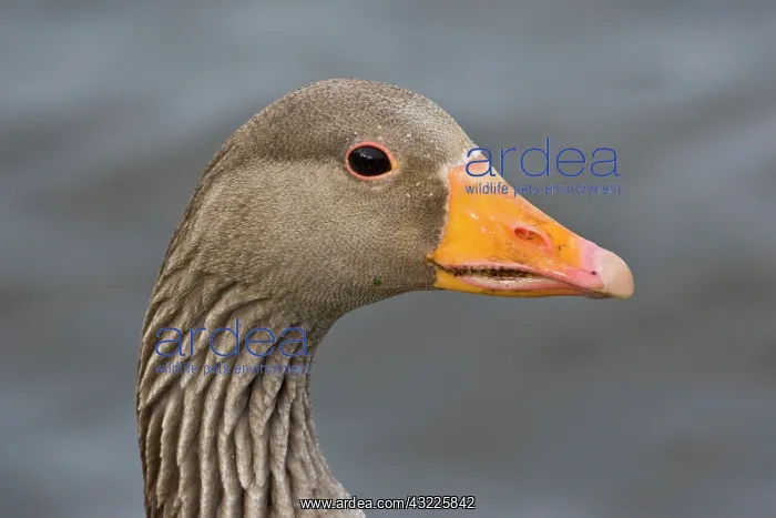 : Greylag goose at a pond in Reykjavik, Iceland : Greylag goose at a pond in Reykjavik, Iceland