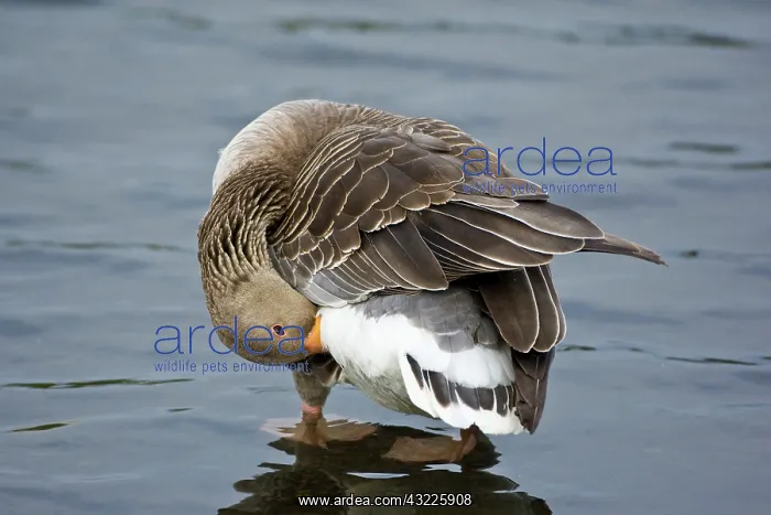: Greylag goose at a pond in Reykjavik, Iceland : Greylag goose at a pond in Reykjavik, Iceland