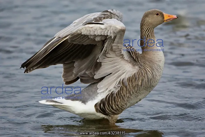 : Greylag goose at a pond in Reykjavik, Iceland : Greylag goose at a pond in Reykjavik, Iceland