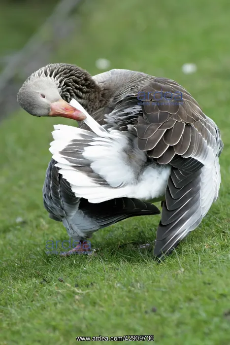: Greylag Goose - preening its feathers at lake edge : Greylag Goose - preening its feathers at lake edge