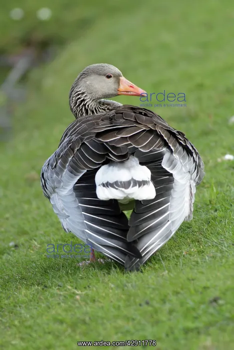 : Greylag Goose - preening its feathers at lake edge : Greylag Goose - preening its feathers at lake edge