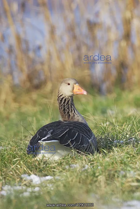 : Greylag Goose - resting backview : Greylag Goose - resting backview