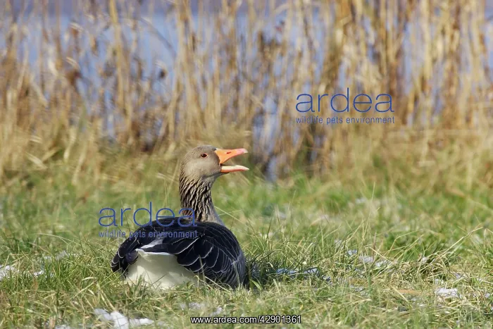 : Greylag Goose - resting backview : Greylag Goose - resting backview
