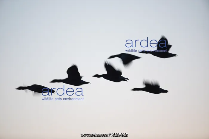 : Greylag goose - silhouette of birds flying at dusk : Greylag goose - silhouette of birds flying at dusk