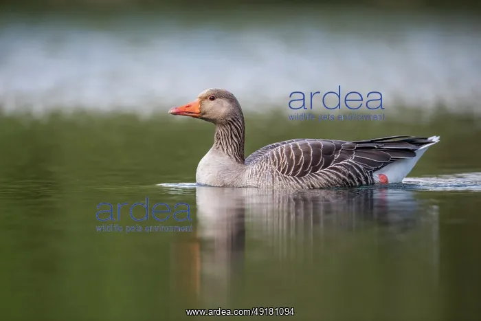  : Greylag Goose - Swimming - UK
