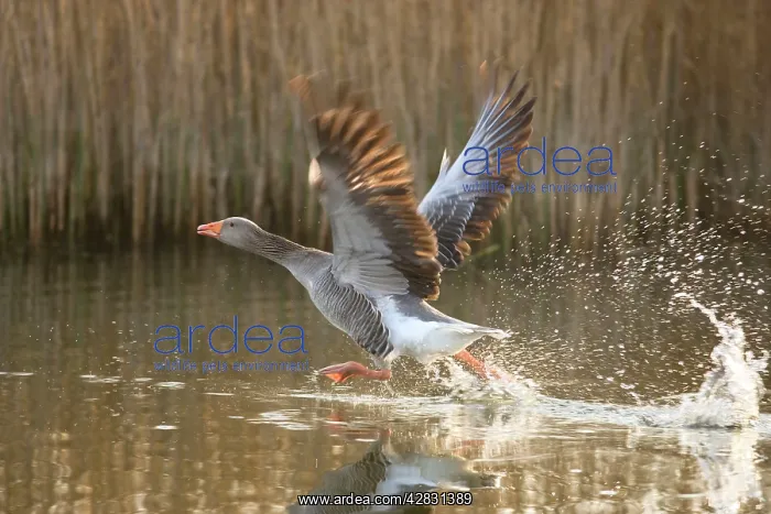 : Greylag Goose - taking flight : Greylag Goose - taking flight