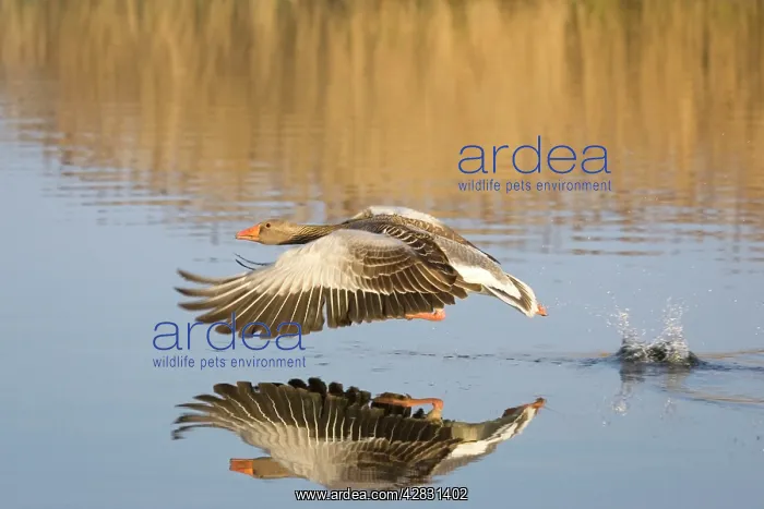 : Greylag Goose - taking flight : Greylag Goose - taking flight
