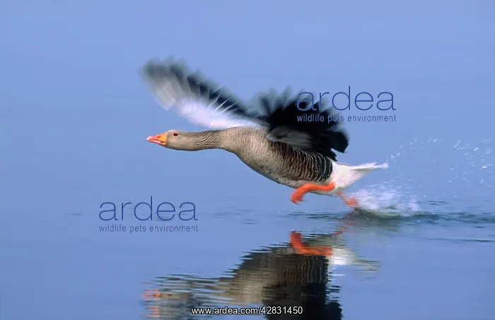 : Greylag Goose - Taking Flight : Greylag Goose - Taking Flight