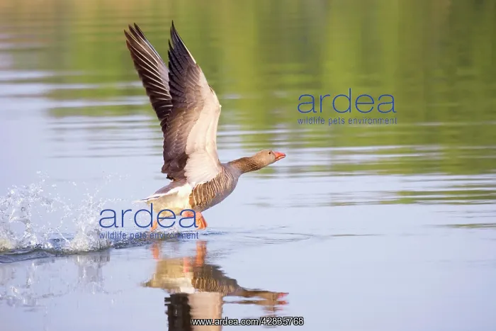 : Greylag Goose - taking flight : Greylag Goose - taking flight
