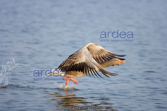 : Greylag Goose - Taking flight : Greylag Goose - Taking flight