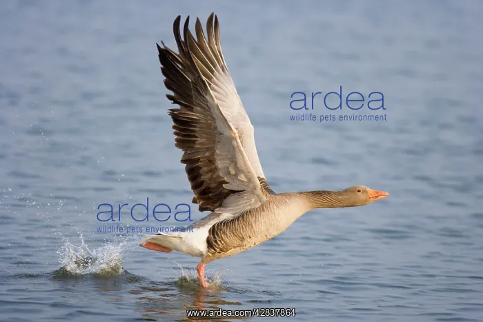 : Greylag Goose - Taking flight : Greylag Goose - Taking flight
