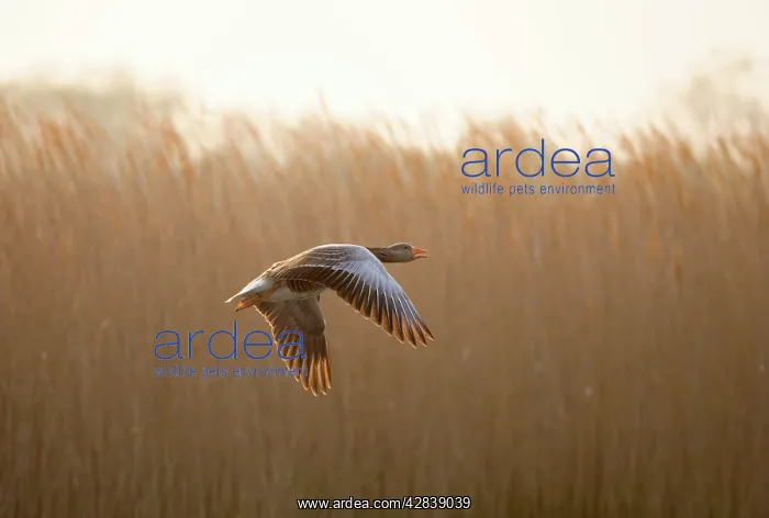 : Greylag Goose - taking flight : Greylag Goose - taking flight