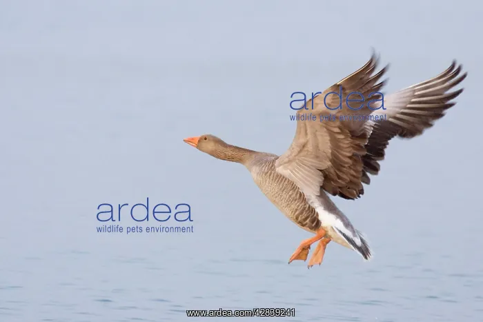 : Greylag Goose - taking flight : Greylag Goose - taking flight
