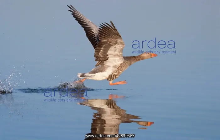 : Greylag Goose - Taking Flight : Greylag Goose - Taking Flight