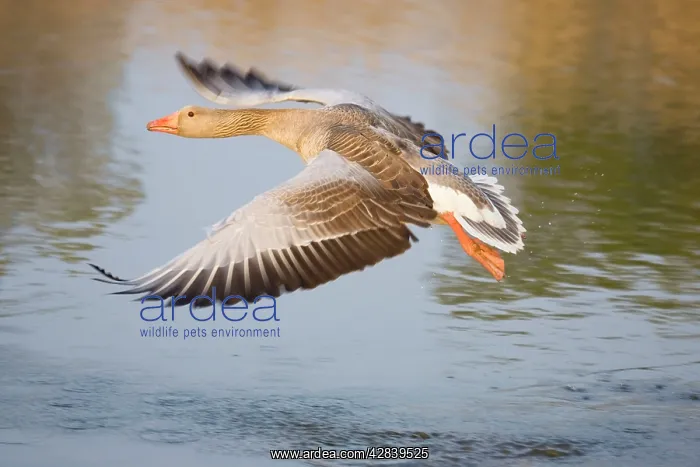 : Greylag Goose - taking flight : Greylag Goose - taking flight