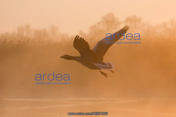 : Greylag Goose - taking flight in misty sunrise : Greylag Goose - taking flight in misty sunrise