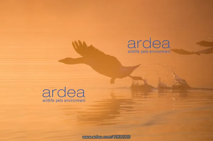 : Greylag Goose - Taking Flight in Misty Sunrise : Greylag Goose - Taking Flight in Misty Sunrise